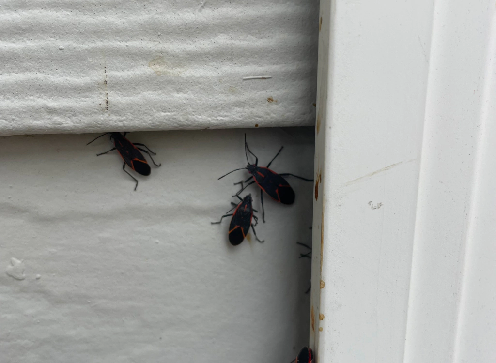 cockroaches in a house wall