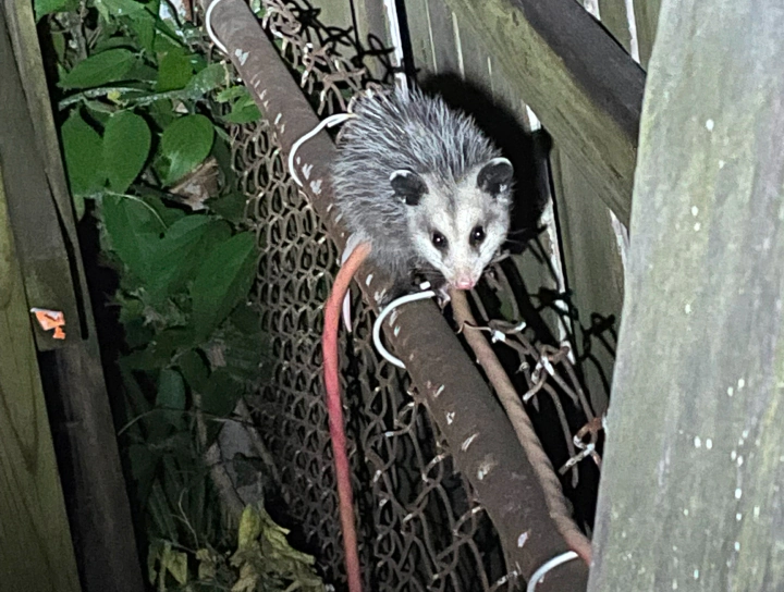 opossum outside a residential fence