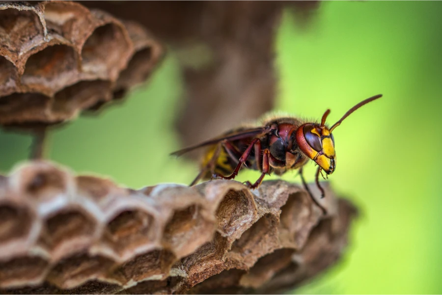 Hornet removal near me